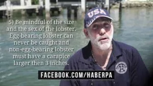 Can I Catch My Own Lobster in FL? (103)