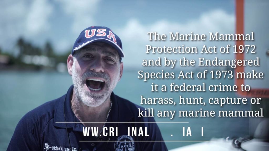 Manatee Zones: What are they and why should you slow down? (94) Michael A Haber Miami Lawyer