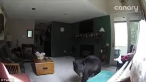Musical Grizzy Bear Breaks into a CO Home, Trashes the Kitchen and is caught on Surveillance Footage Playing the Piano  ~ Cal