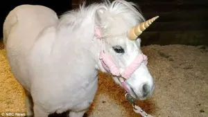 Unicorn Escapes from CA Child’s Birthday Party, 911 Calls lead Cops, including a CHP Helicopter, on a 3 Hour Pursuit ~ Call