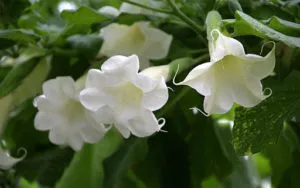 Devil’s Breath, a Zombie Drug, stems from South America has Surfaced in Europe & Scares the Hell out of Law Enforcement  ~ Ca