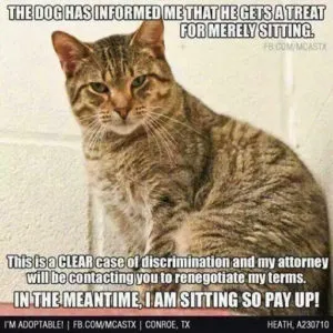 Discrimination / Arrest / Criminal Defense /