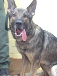 Martin County, FL Sheriff Deputy has to undergo Surgery after Nabbing a Robbery Suspect ~ Call